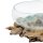 Teak root with glass bowl, Ø 25 cm