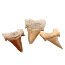 fossil shark tooth, 4-5 cm