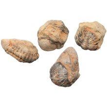 fossil trilobit, 2 - 3 cm