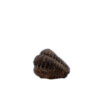 fossil trilobit, ca. 1 cm
