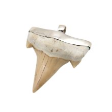 Pendant fossil shark tooth, silver 40 mm