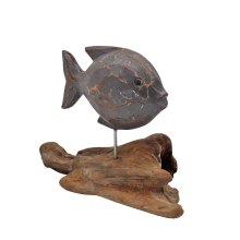 Fish single on driftwood