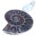 Anhänger Ammonit mit Mondstein in Silber, Länge: ca. 4 - 6 cm