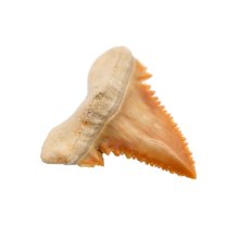 Fossiler sharktooth, ca 2 cm