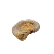 Fossiler Ammonit, ca. 4-5 cm